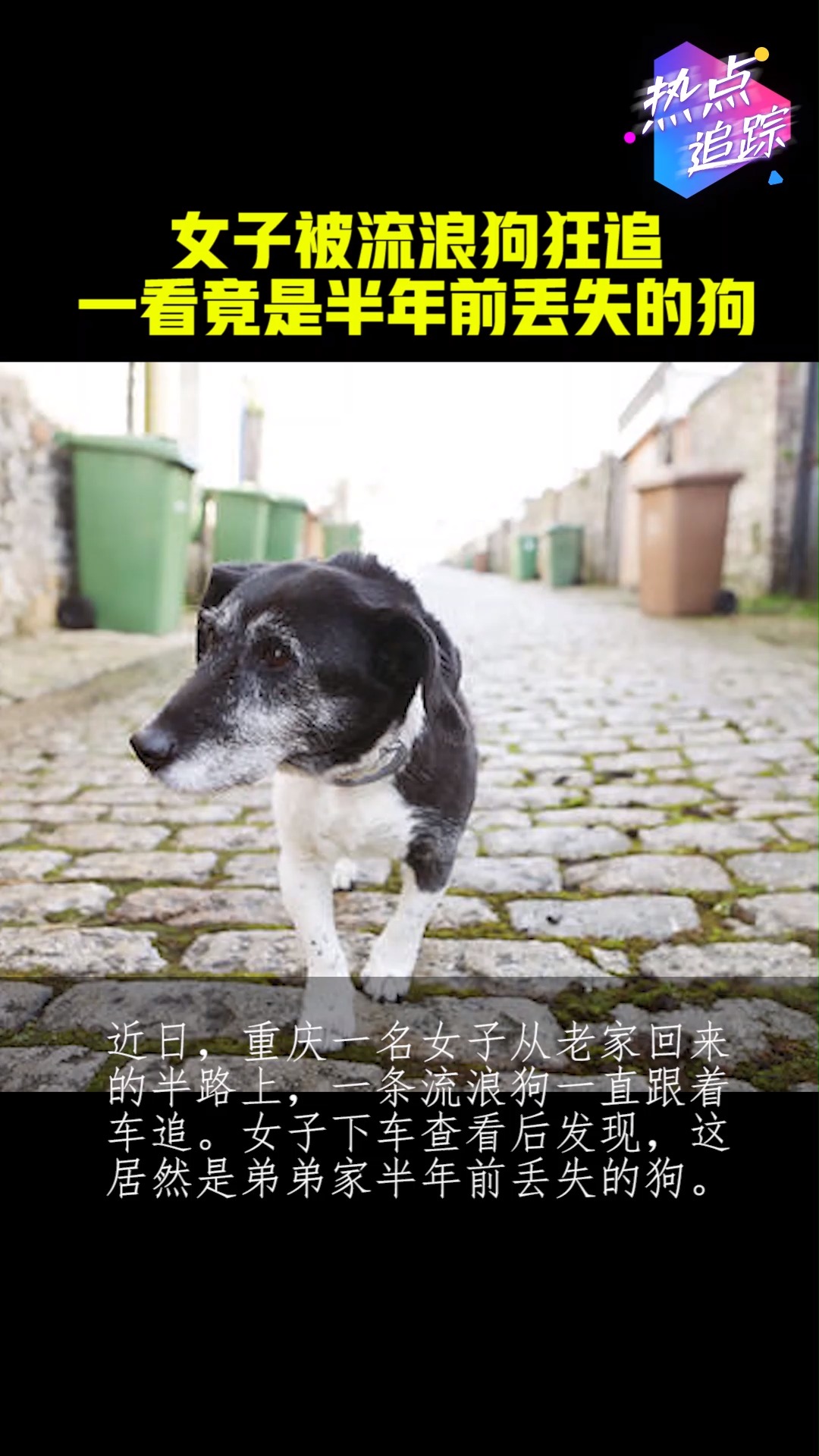 梦境追踪，大白鹅的追逐与内心的逃避