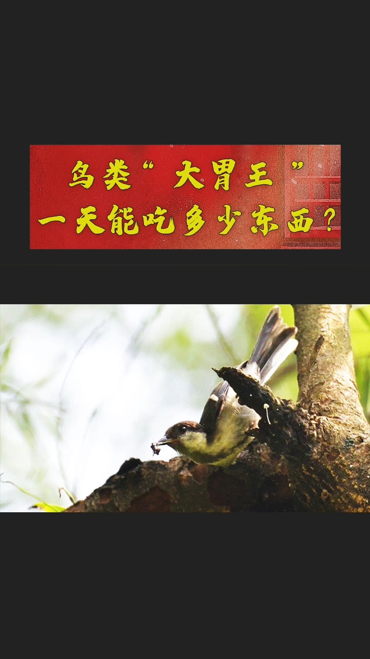 梦境的启示，梦见吃花生——寓意与解析的深度探索