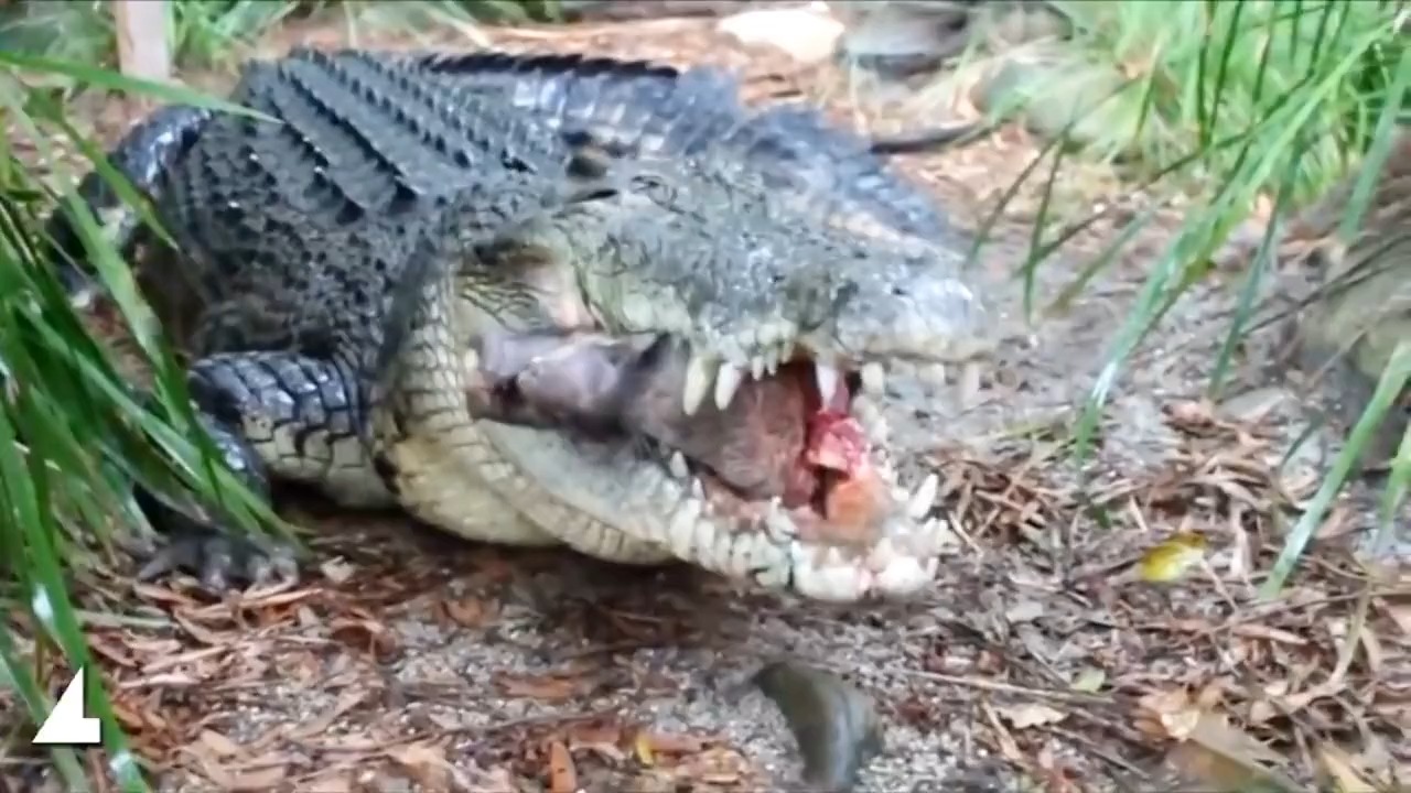 鳄鱼强大的咬合力咬碎猪头，嘎嘣脆！