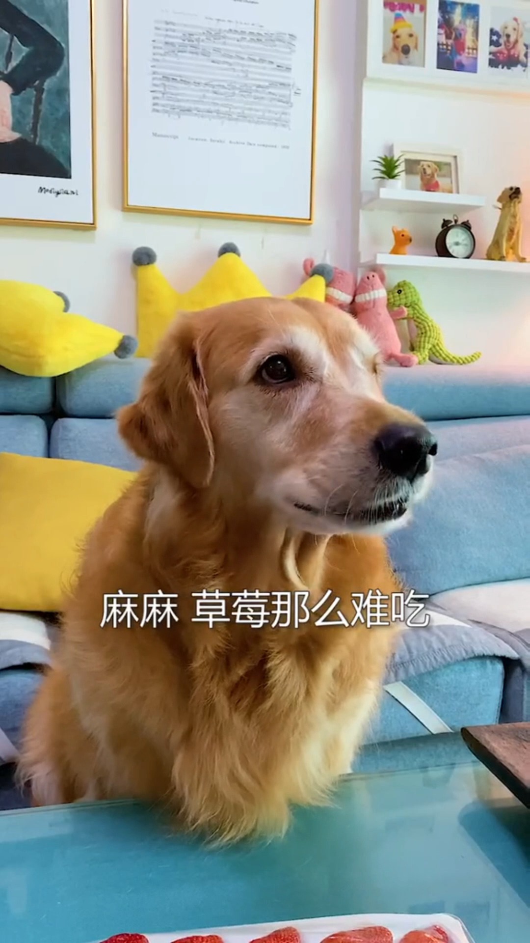 梦回现实，解读我妈梦见我被我家小狗咬伤流血的深层含义