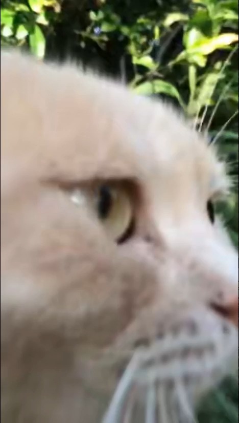 梦境迷踪，梦见猫——那些微妙情感与预兆的交织