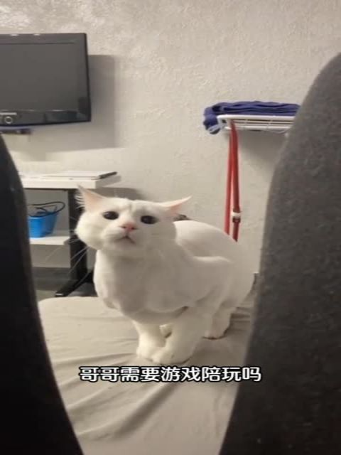 烧猫游戏陪玩 