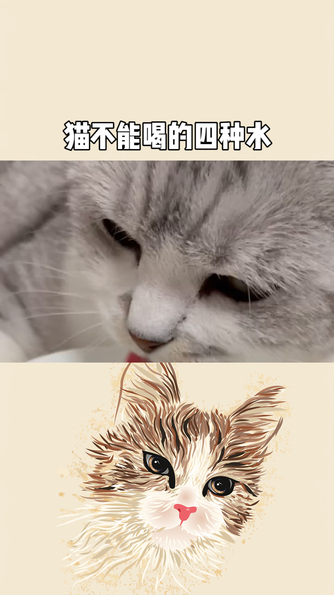 猫不能喝的四种水