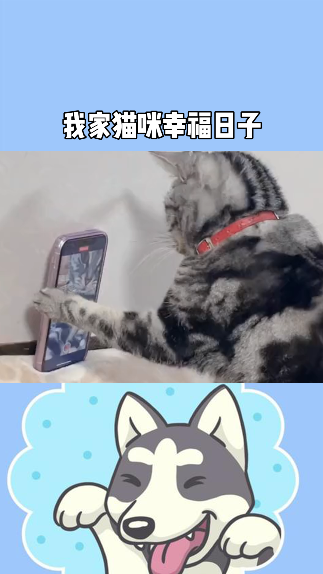 我家猫咪在幸福日子里