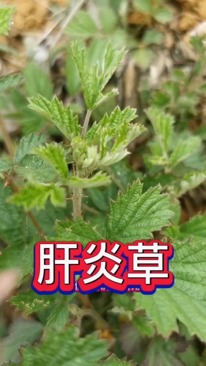 这种植物很常见,小时候我只知道它果子好吃