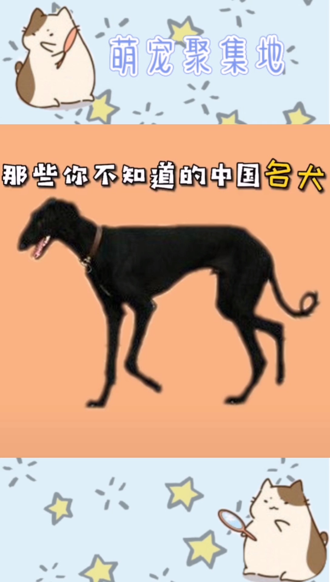 那些你不知道的中国名犬