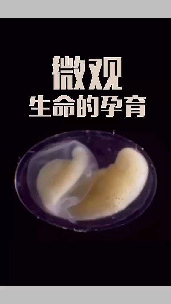 孕育生命,你们知道吗