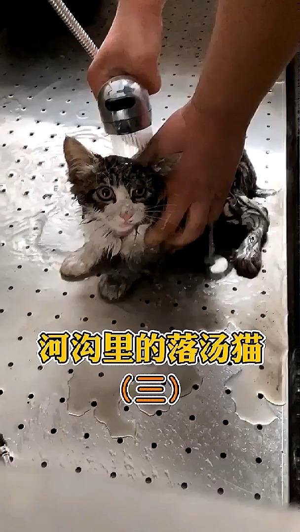 是不是不认识了流浪猫喵星人微视宠物光合计划作品推广