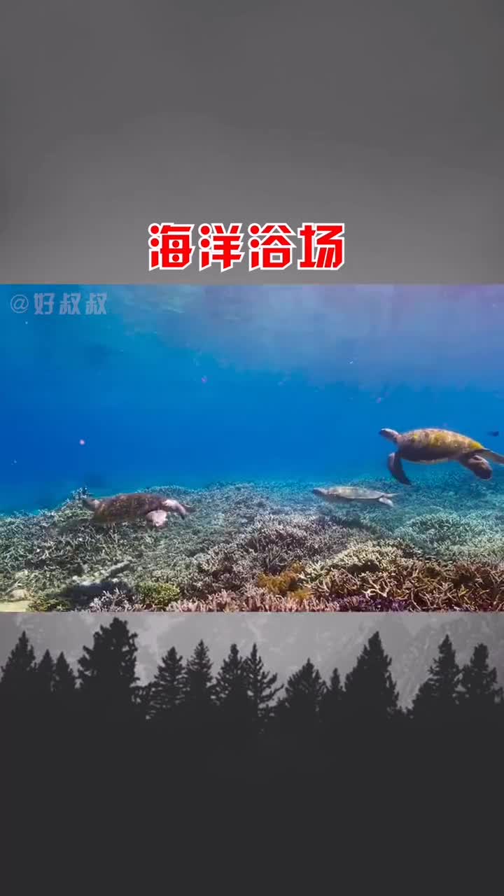 这也太享受了吧绿海龟海龟海洋生物