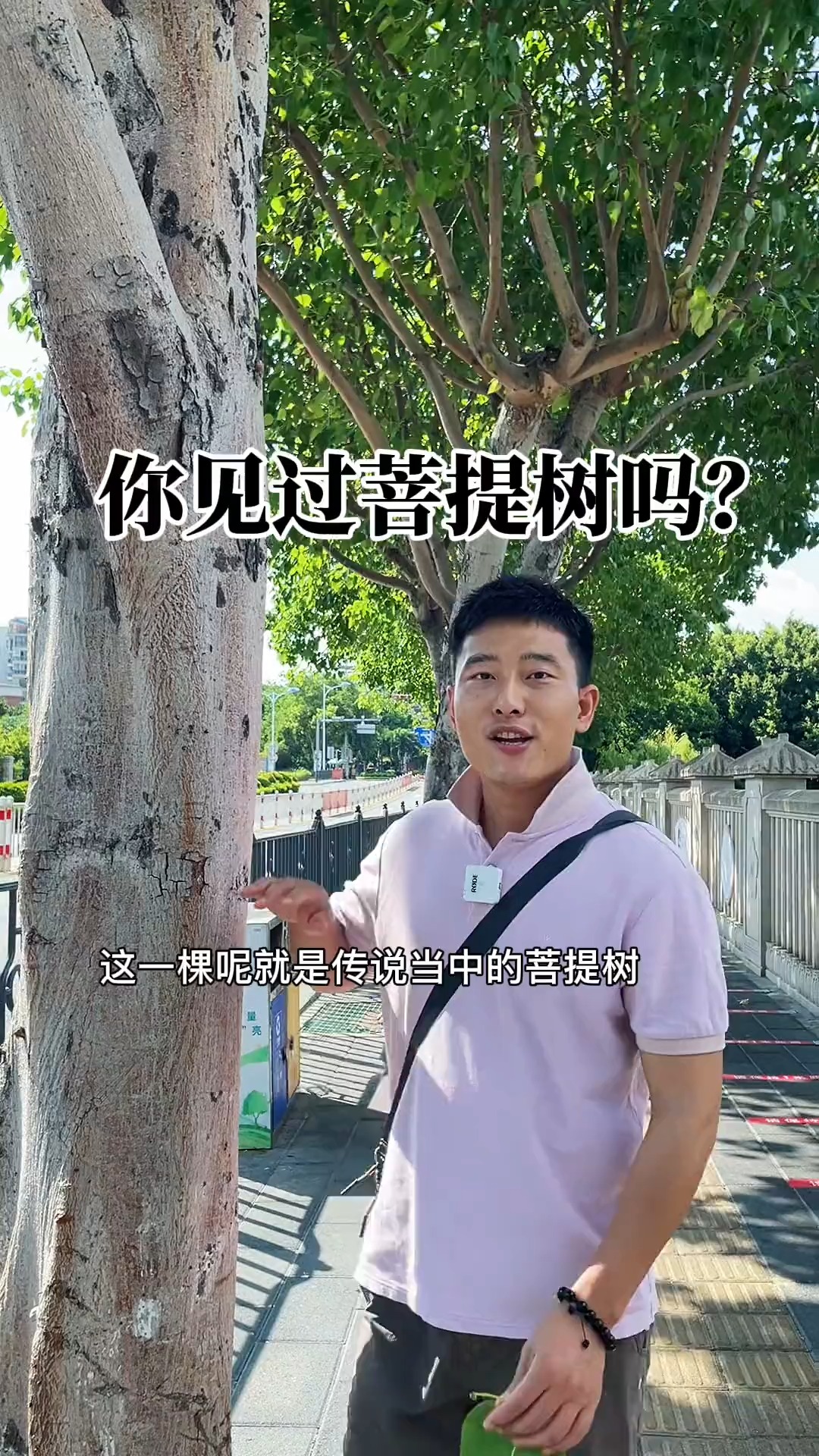 在福建广东云南菩提树的种植比较广泛很多人其实都见过只是不知道名字而已