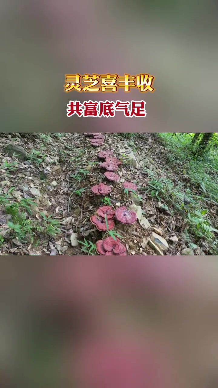 灵芝喜丰收 共富底气足