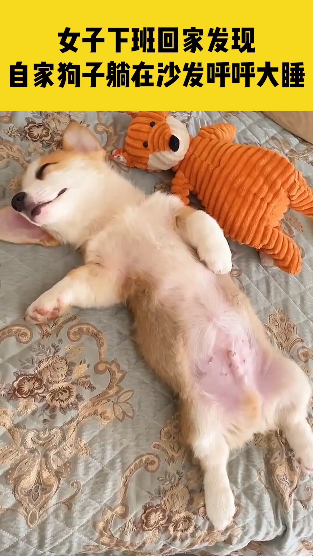 梦境交织，被小狗咬与杀狗后的惊人反转——狗狗竟还活着