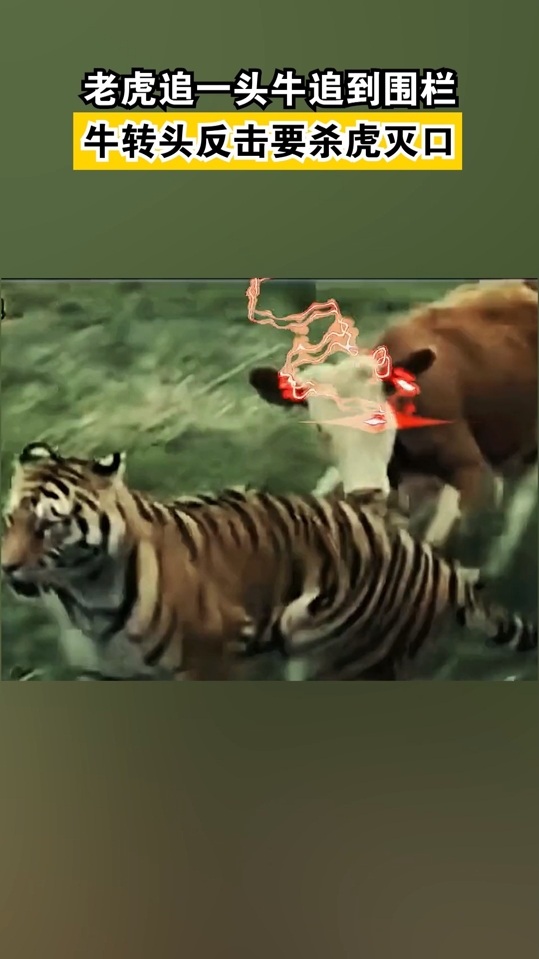梦见大老虎追我，探索梦境背后的深层含义与心理解析
