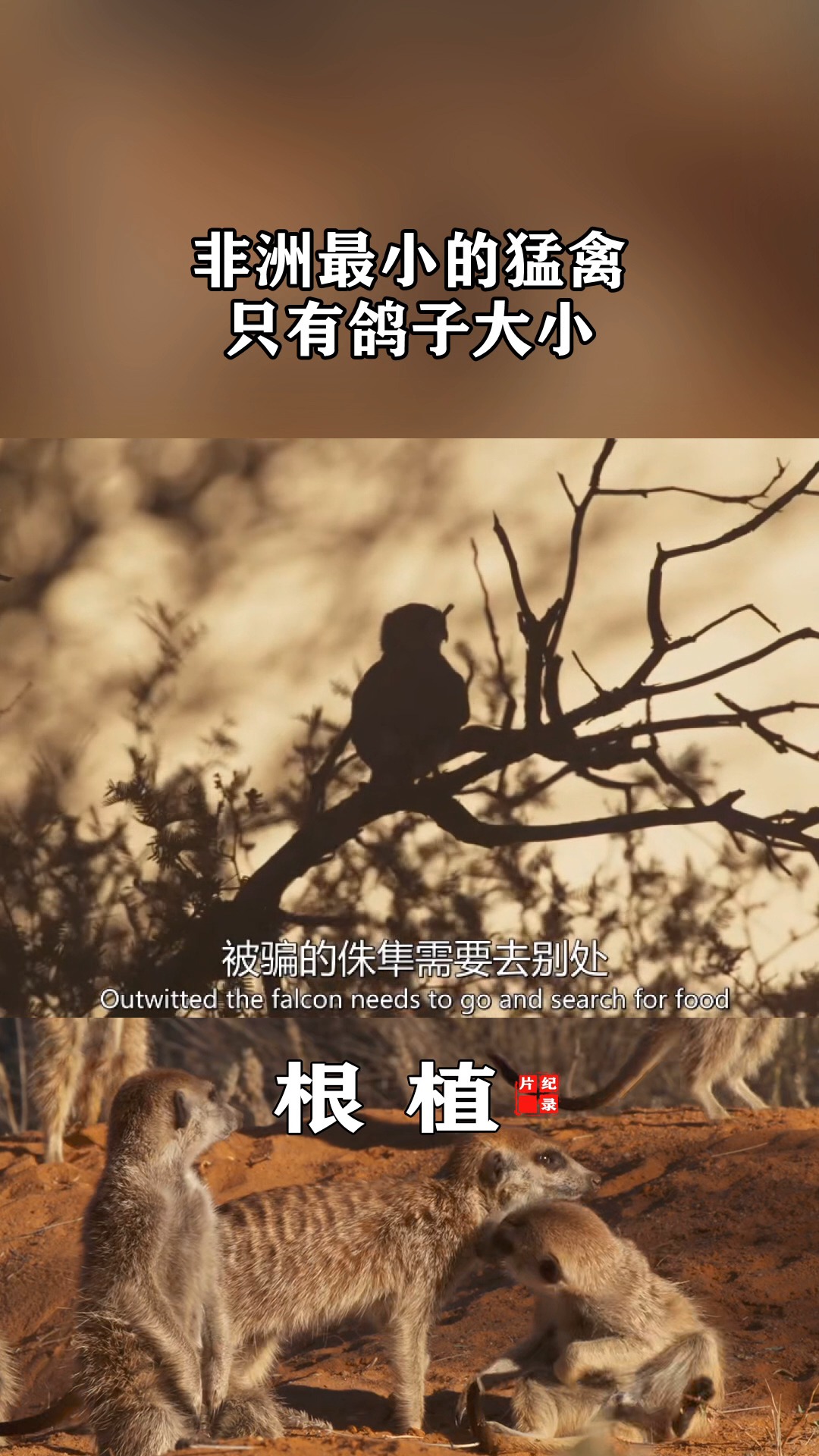 非洲最小的猛禽,却住不住一只蜥蜴,翠蜥不愧是爬行高手#纪录片