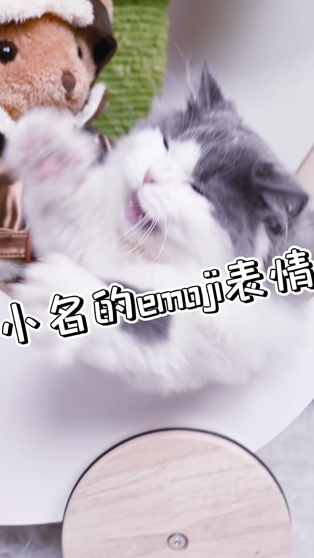 史上表情最多的小猫咪!#萌宠版emoji锁屏 #矮脚猫 #矮脚拿破仑 