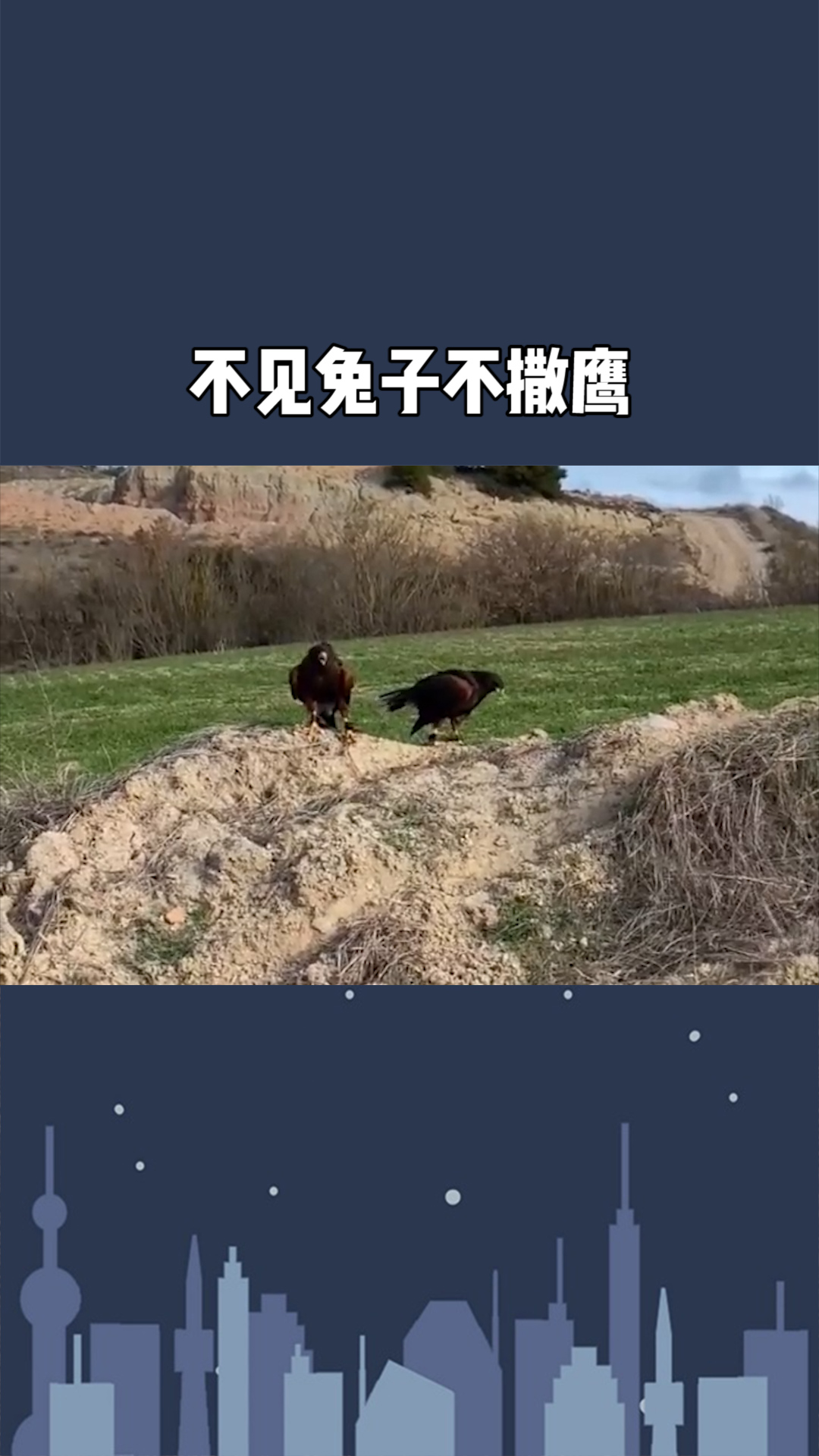 不见兔子不撒鹰#求一个神评价加持 