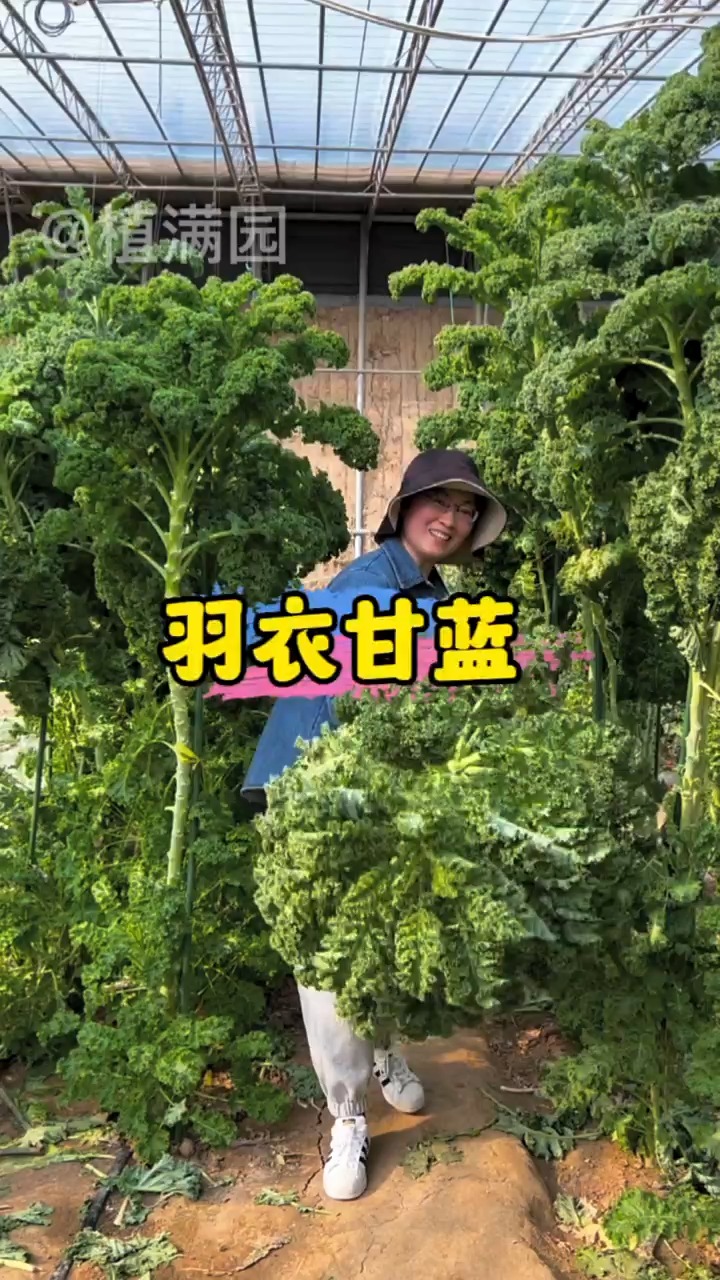 这是好种植口感又好吃的羽衣甘蓝