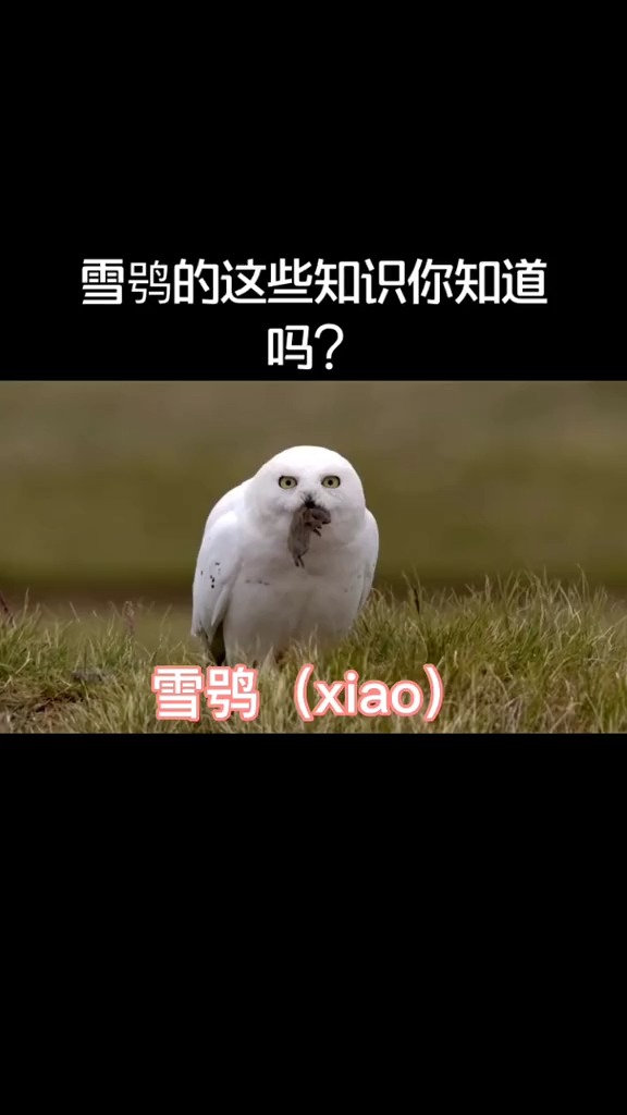 猫头鹰中的表情包扛把子#动物 