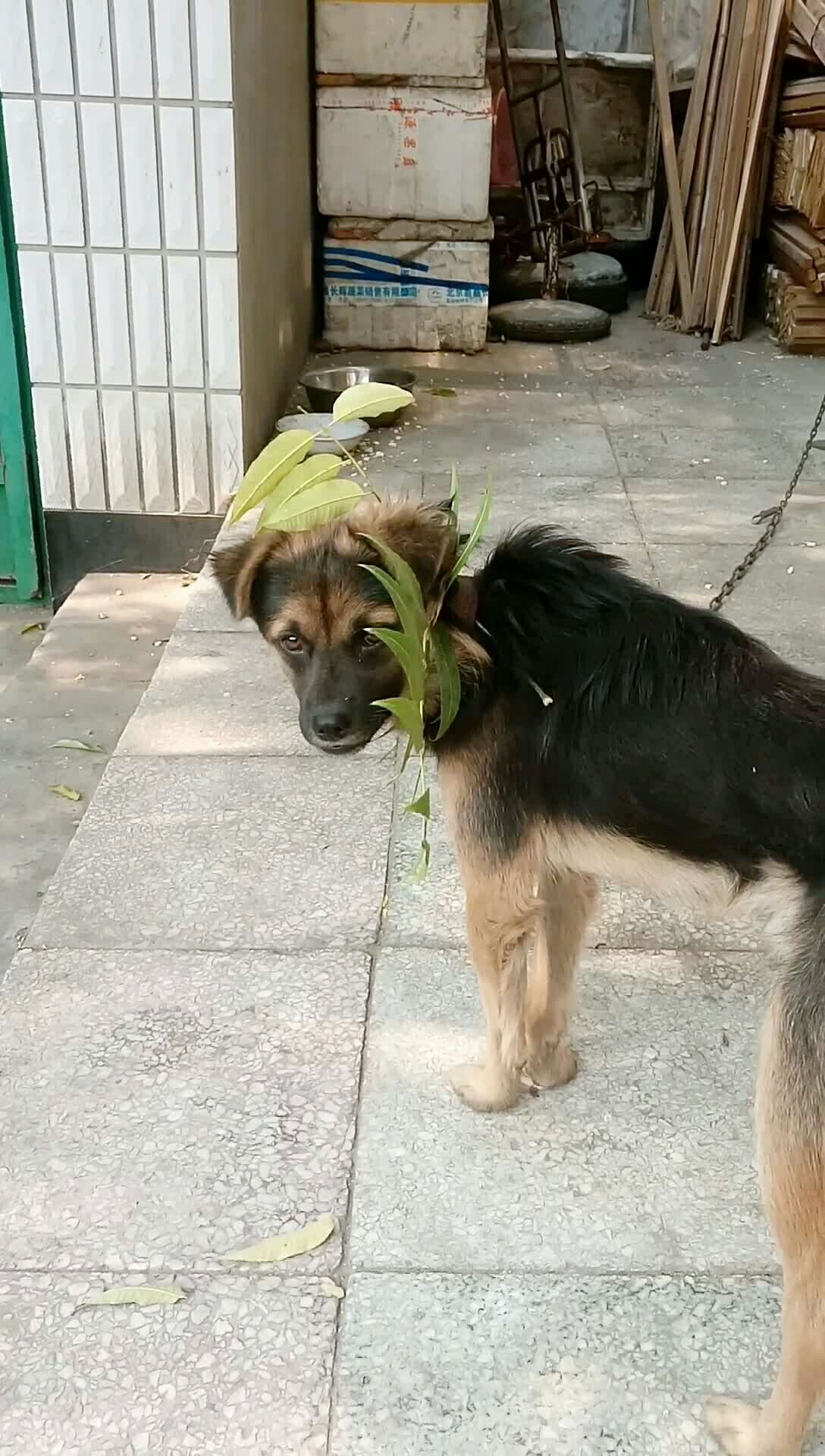 自己家狗头草989898