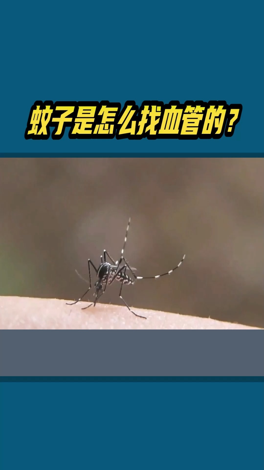 蚊子是如何找血管的？