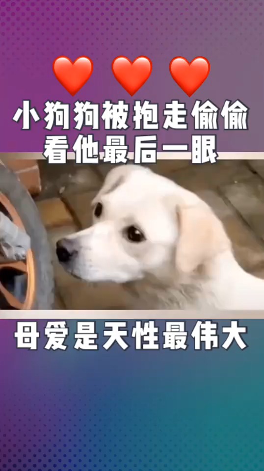 无声的母爱