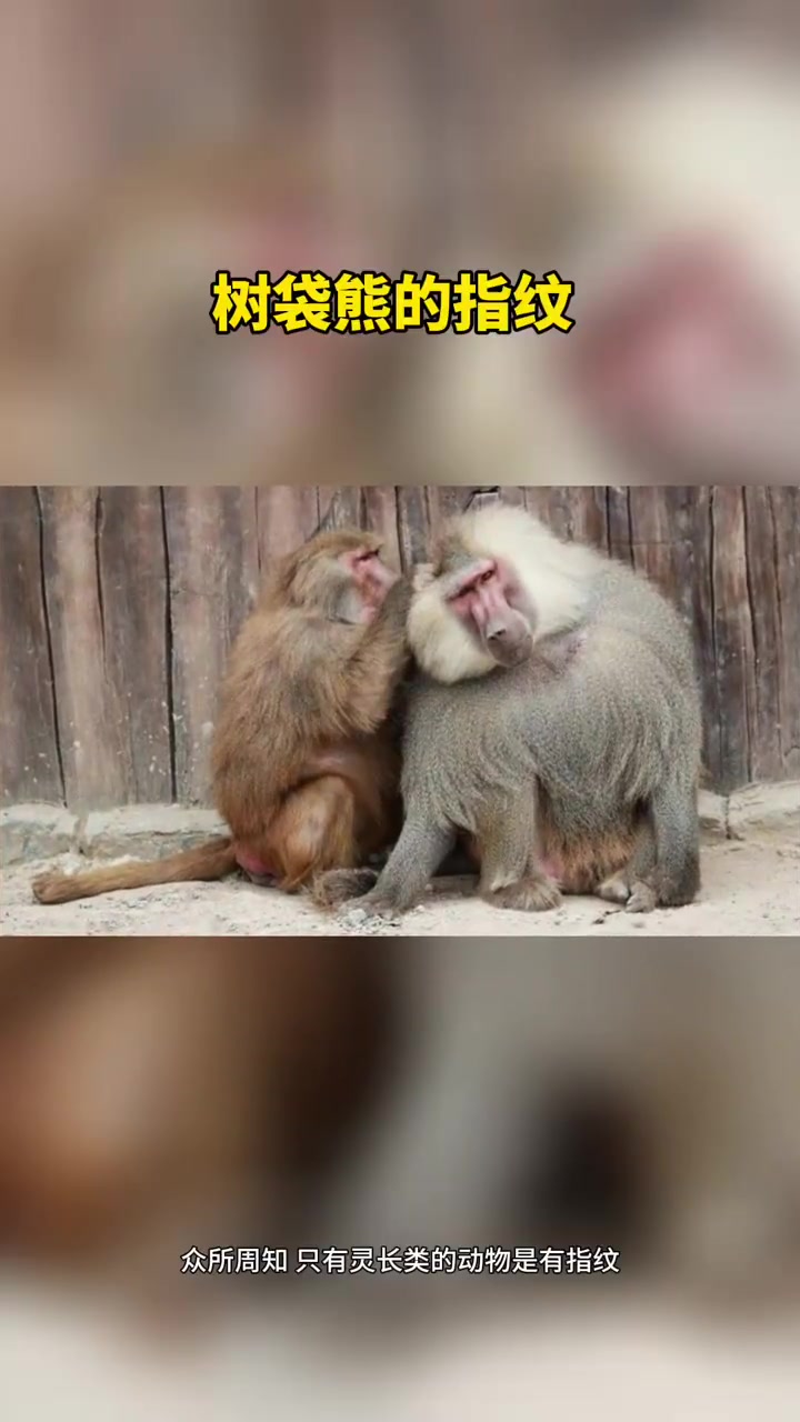 树袋熊的指纹