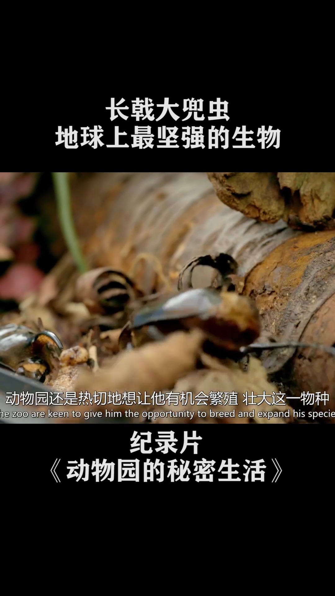 长戟大兜虫是地球上,最坚强的生物,能举起大自己八倍的东西#纪录片