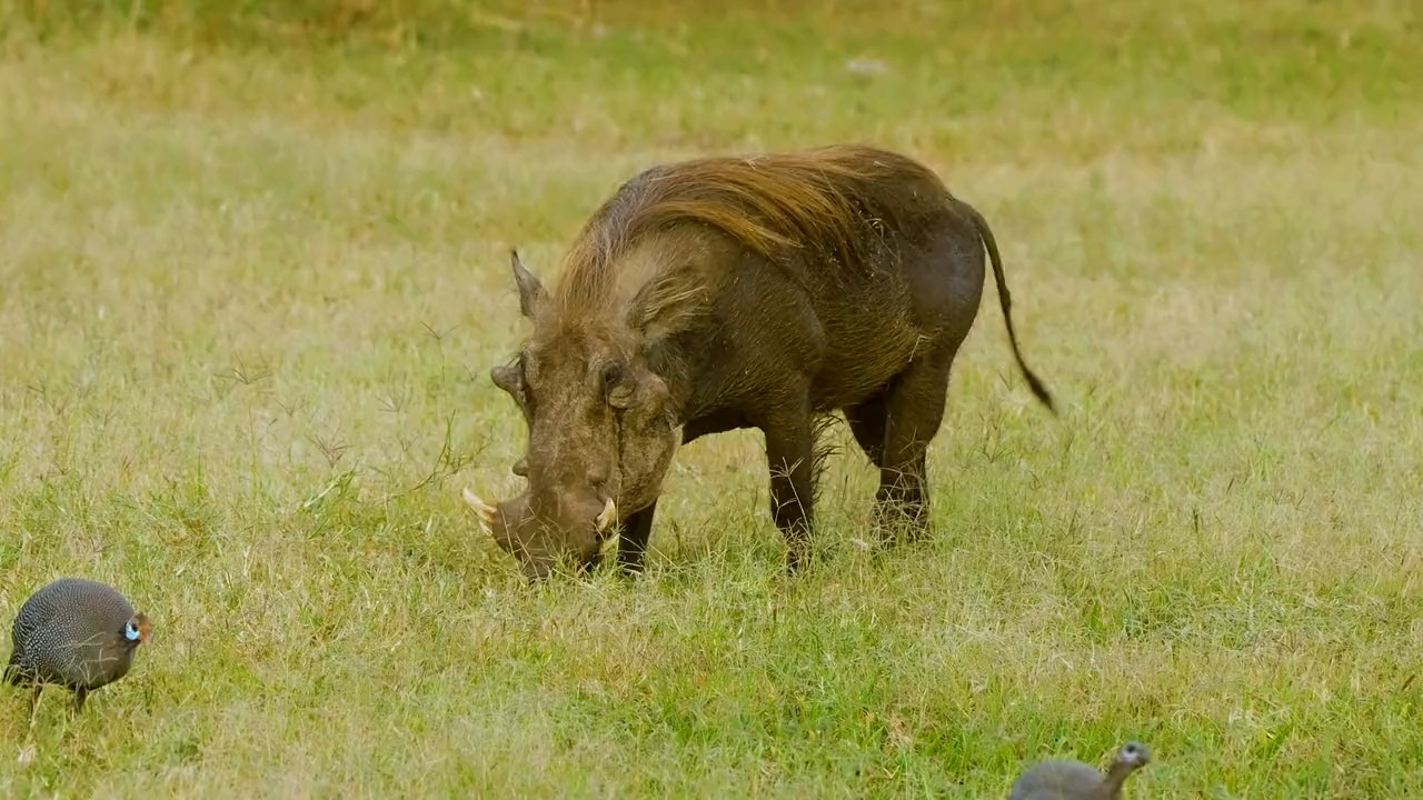 非洲网红疣猪蓬蓬出门炸街了，还是一如既往的帅气逼人！