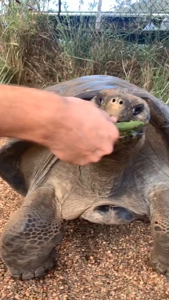 给150岁的亚达伯拉象龟喂食！