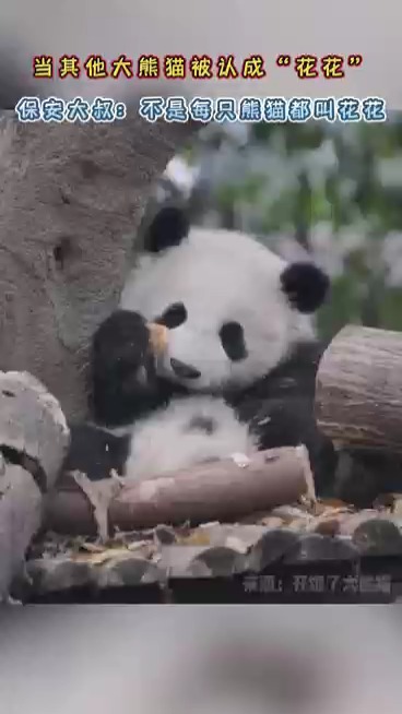当其他大熊猫被认成“”，保安大叔：不是每只熊猫都叫花花#花花 