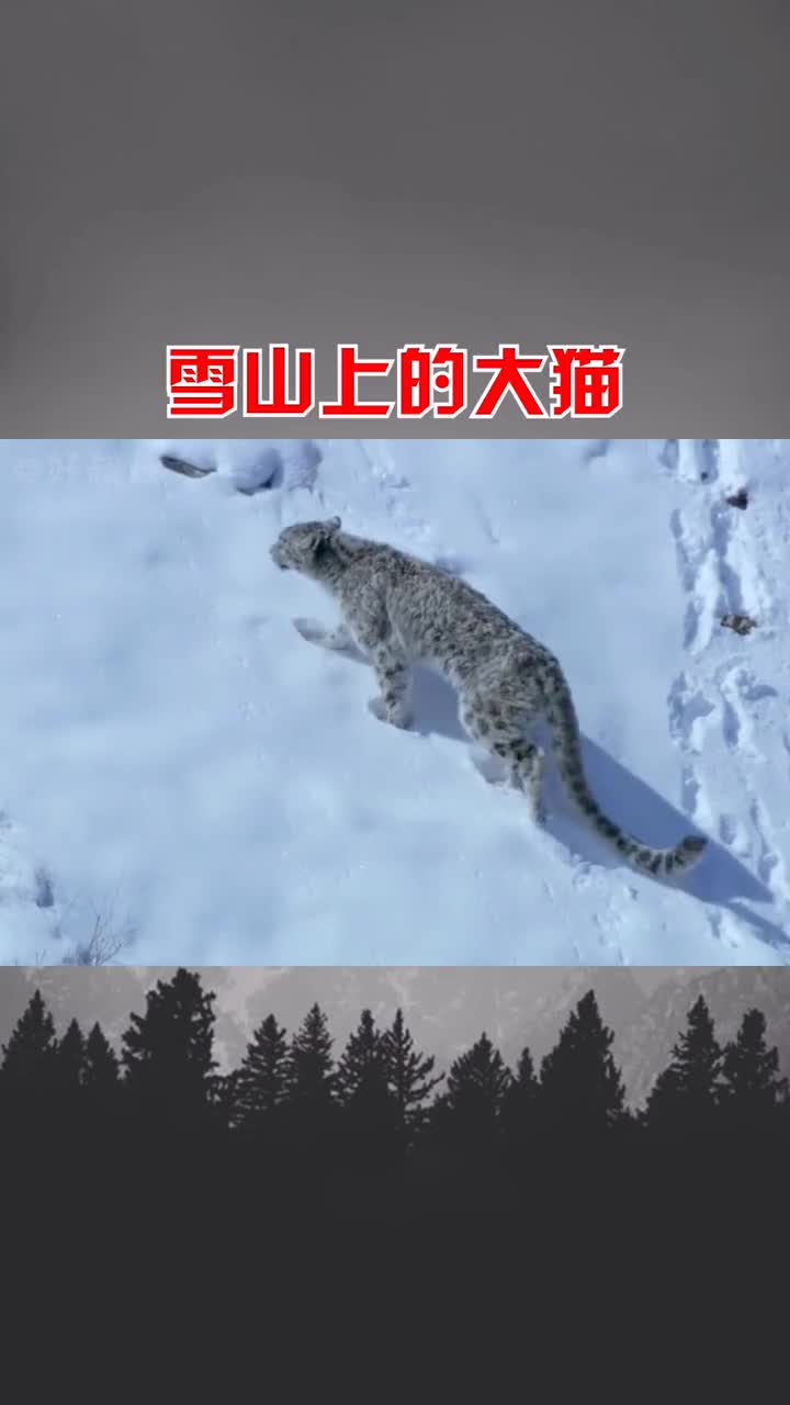 雪山上的王者雪豹大猫猫咪猫科动物动物