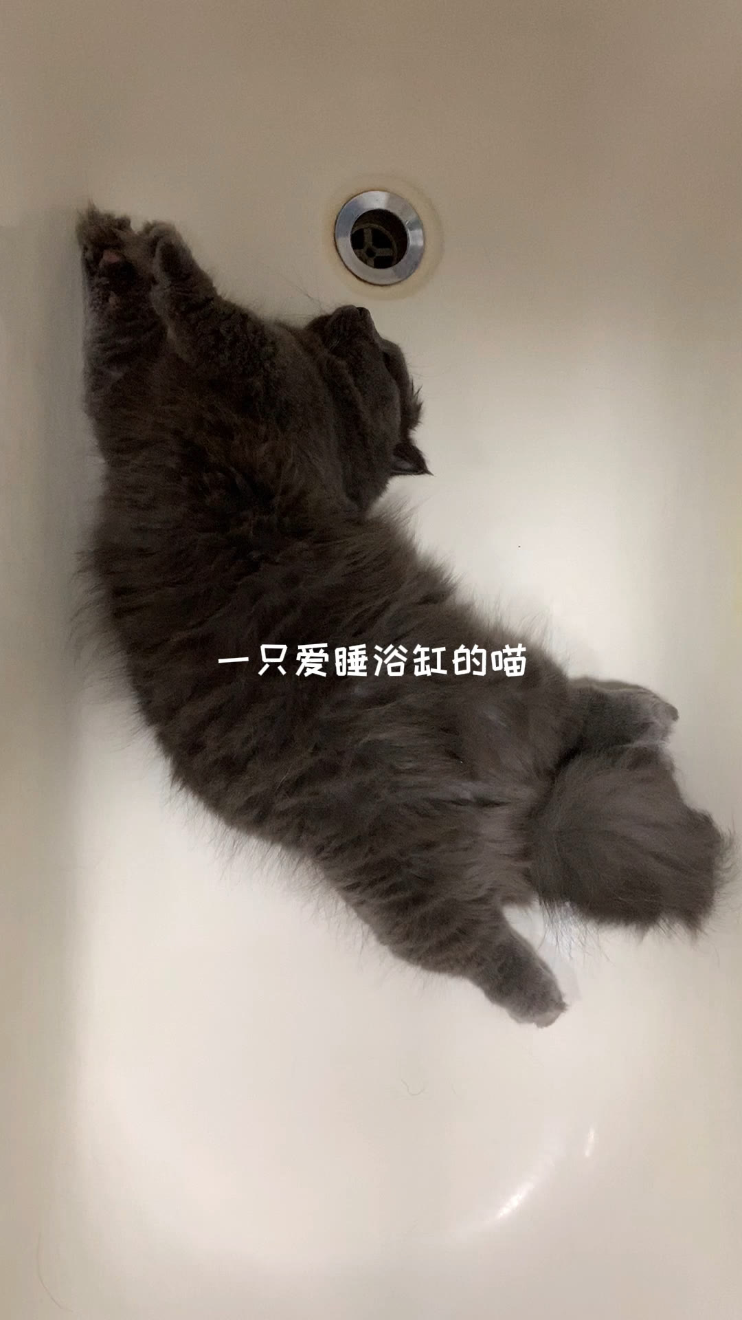 梦境迷踪，揭秘昨天晚上做梦梦到猫了的深层含义
