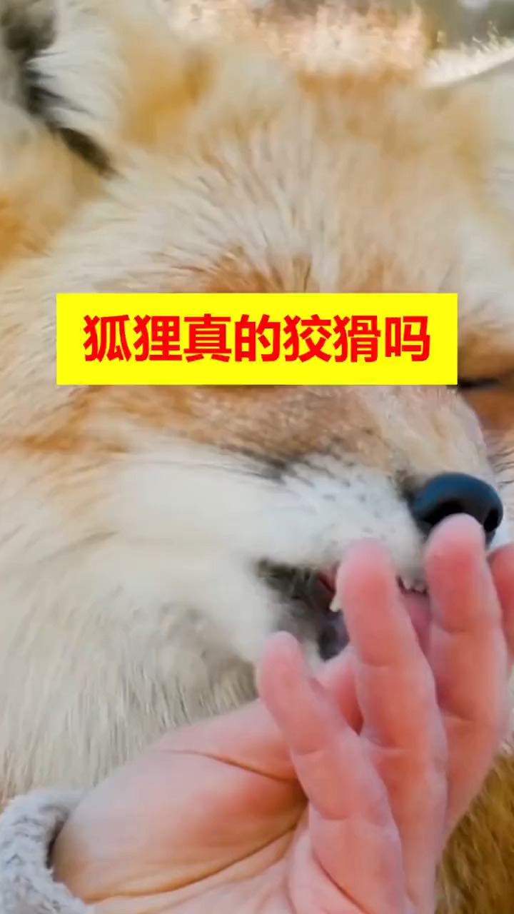 狐狸狡猾吗抛开人类的成见,实际上狐狸是非常聪明和智慧