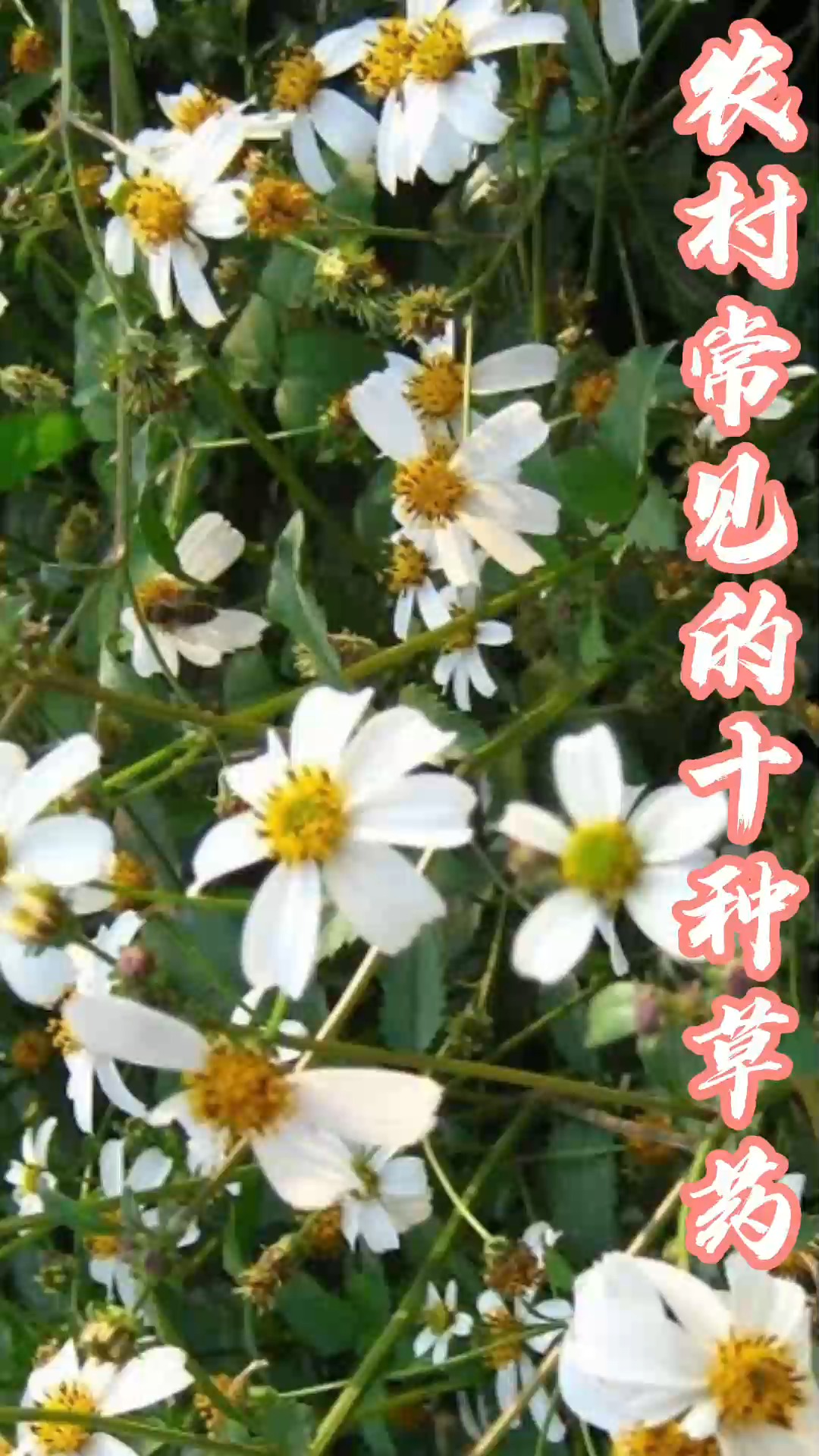 农村最常见的中草药,您认识几味呐?#带你识百草 