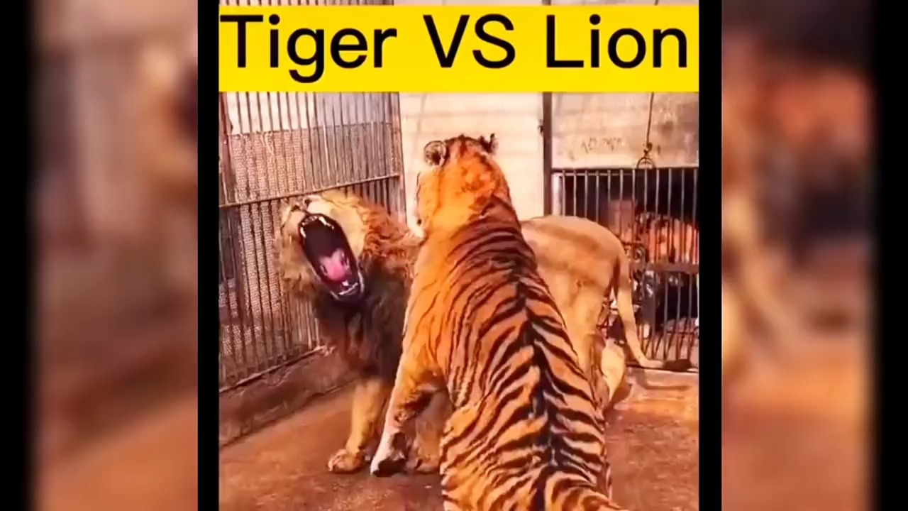 老虎跟雄狮之间的巅峰对决！谁才是最强王者？