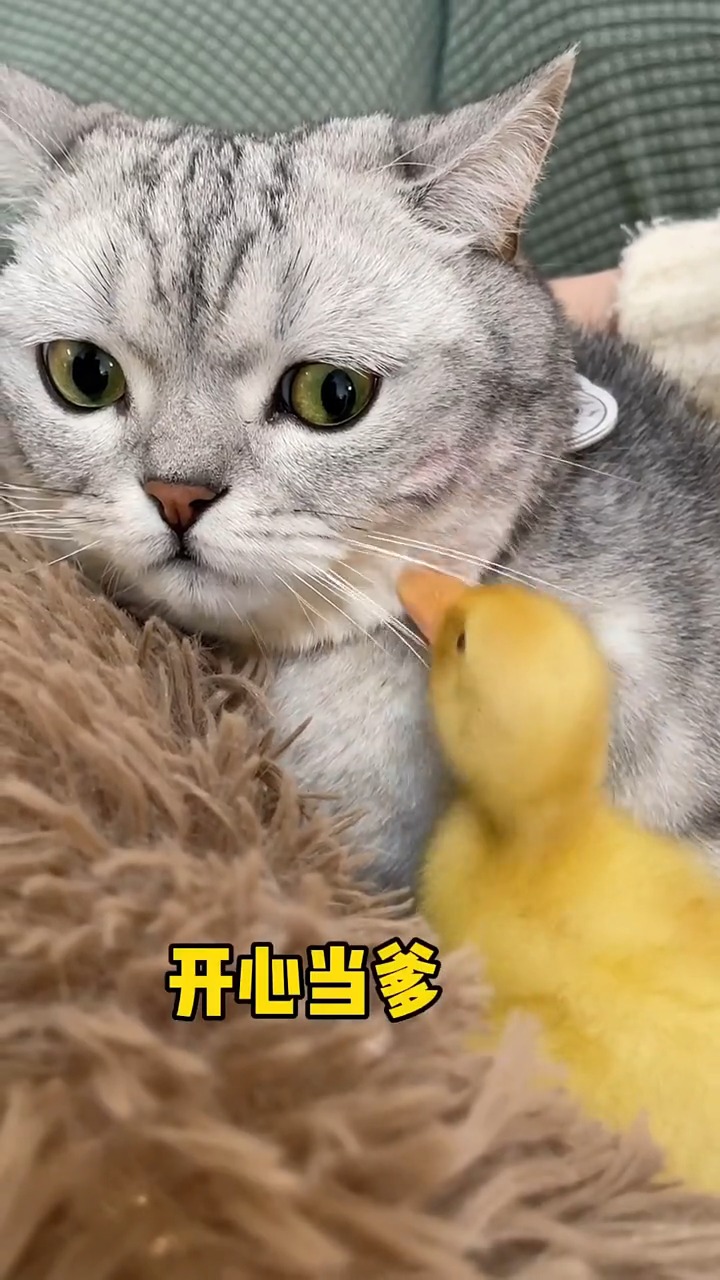 猫咪孵出了个鸭宝宝，该怎么让猫相信鸭子是它的宝宝