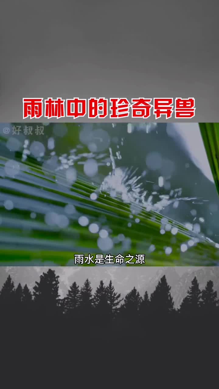 雨林中的珍奇异兽雨林动物动物世界