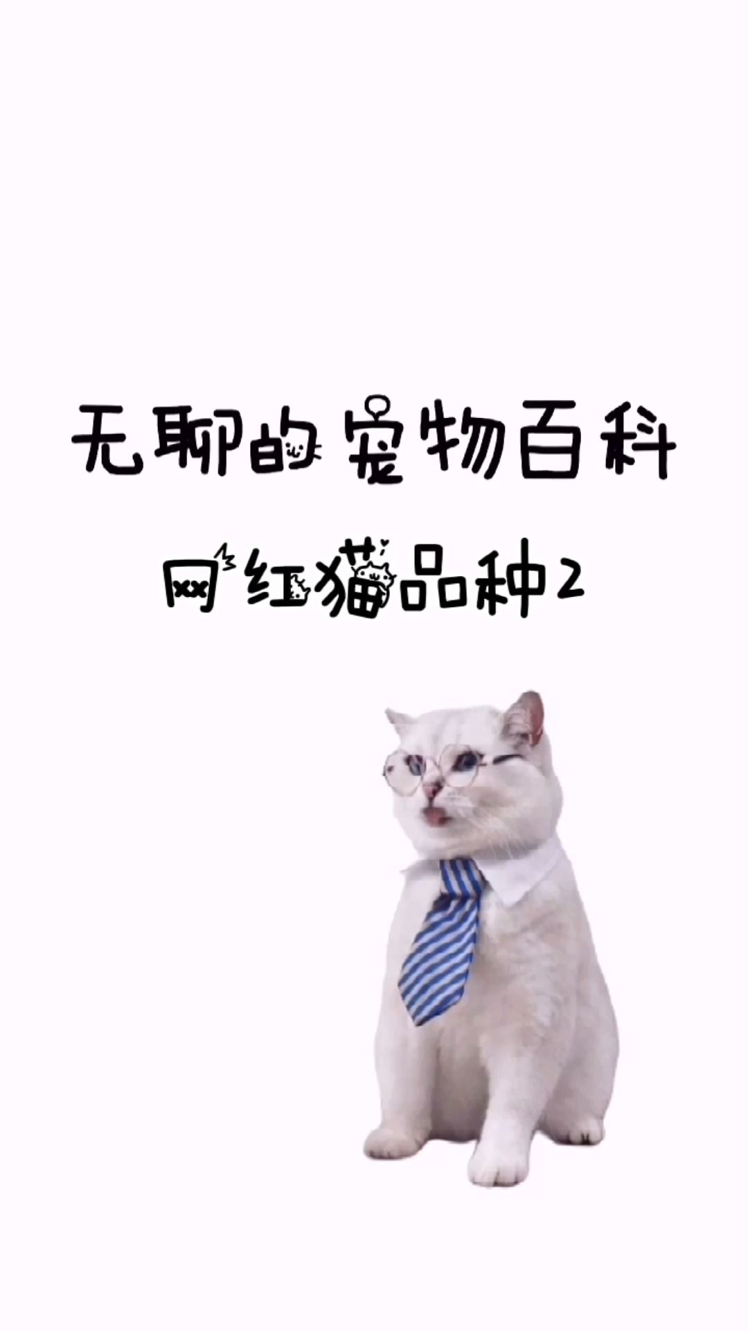 你认识的哪些网红猫是美短呢?#猫咪 #宠物 