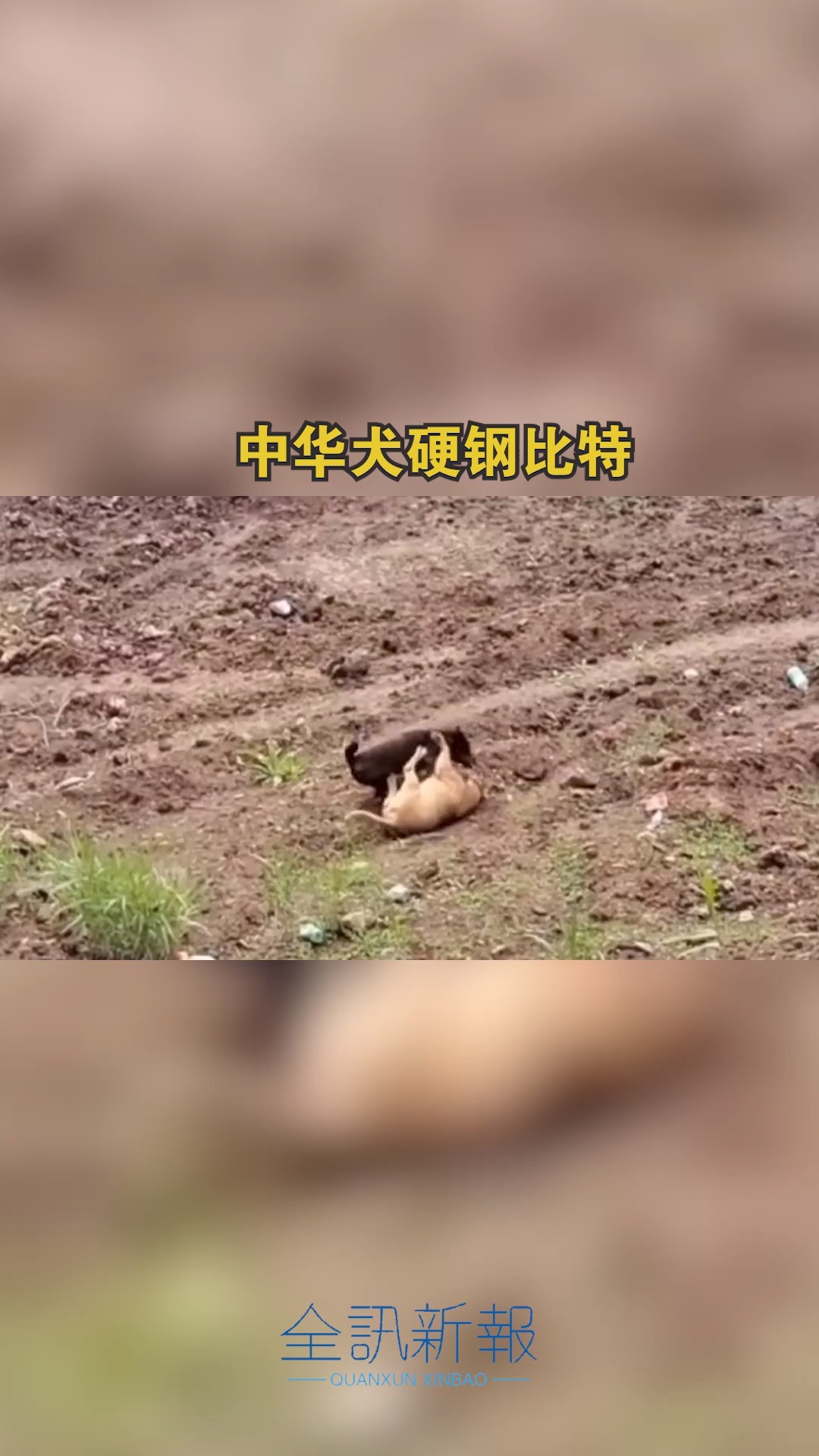 中华犬硬钢比特 