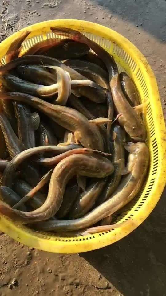 鮮活小龍魚