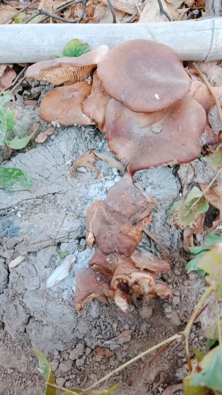 这种桃树根上长得野蘑菇能吃嘛?