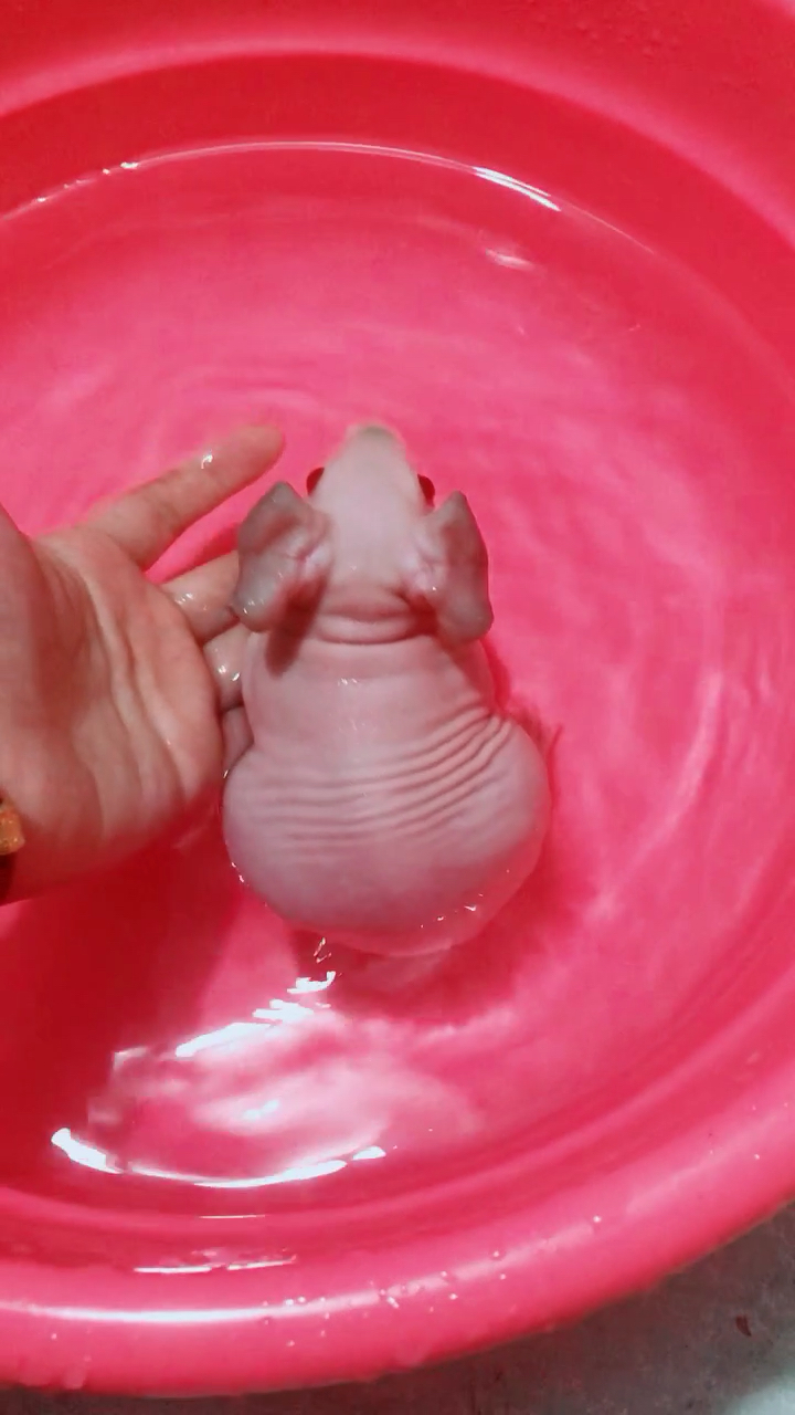 刚出生的小河马宝宝