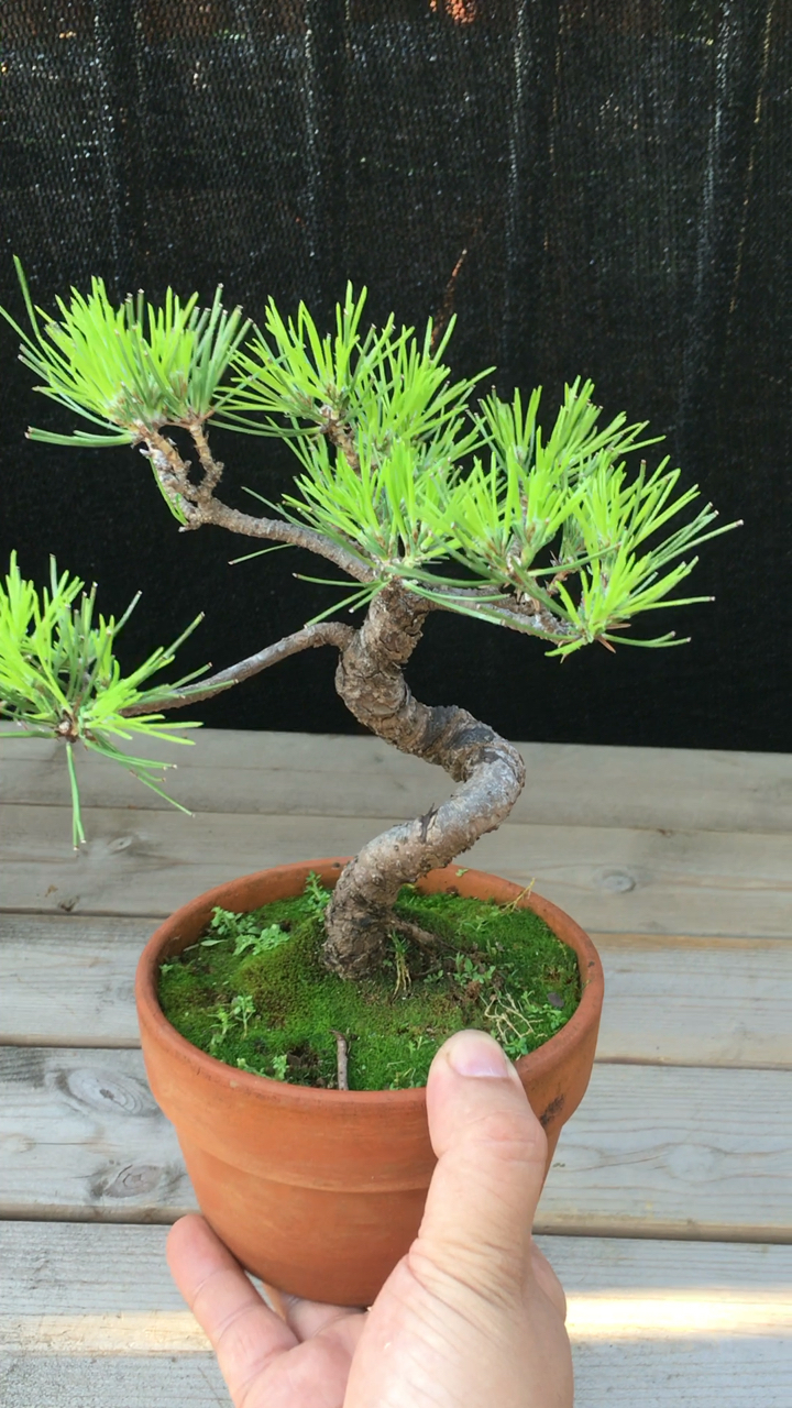 小黑松盆景