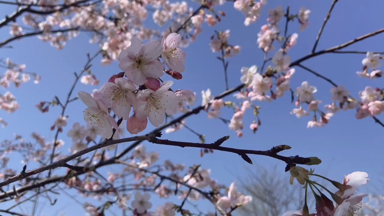 giao桑故乡的樱花开了你不回来看看吗?