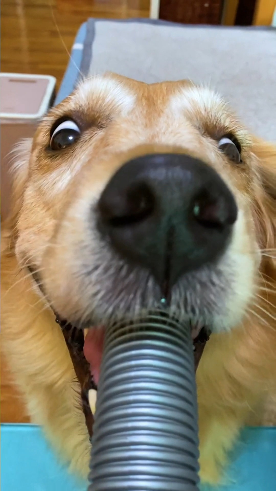 说一口就一口,多一口我都不喝.#宠物 #金毛 #搞笑