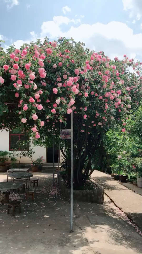 农家小院偶遇绽放的月季,当时就被惊艳到了,会送上推荐吧03