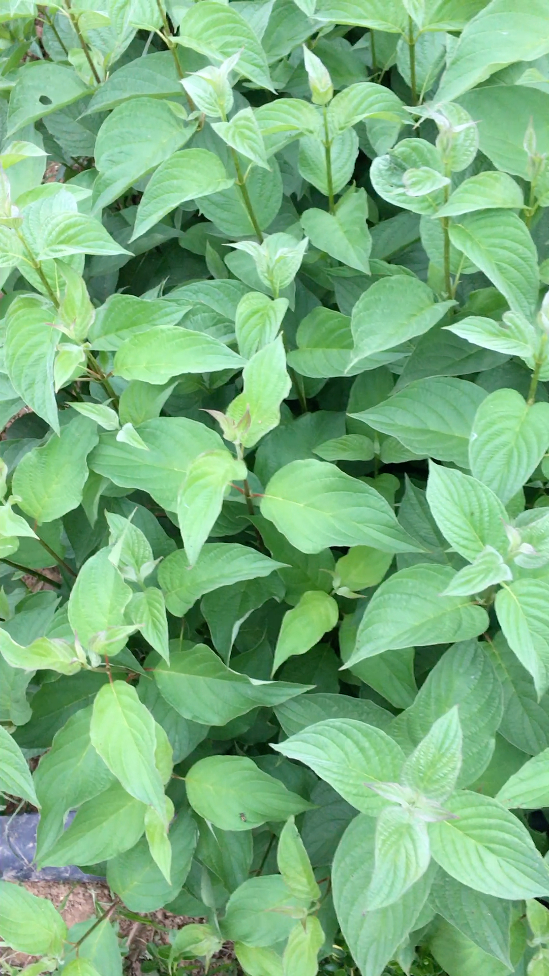 绿化苗木 红麻球两万棵 发往青岛 起货中 18362510616