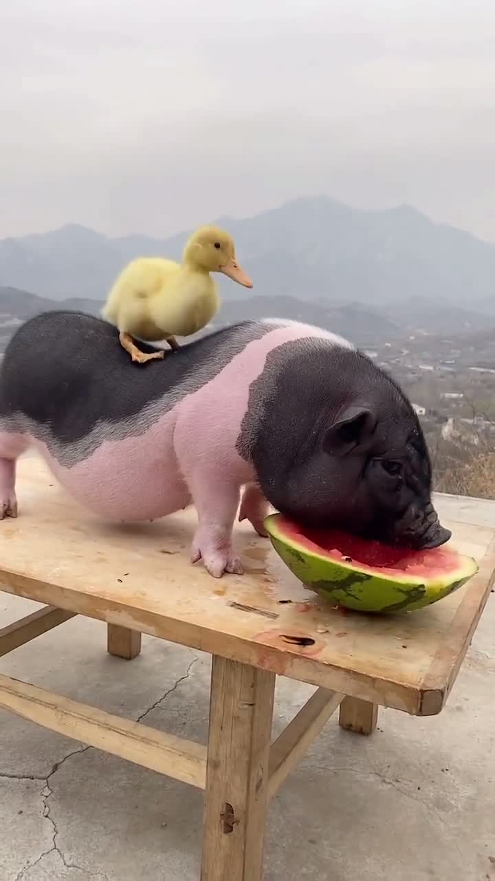 萌宠猪八戒猪八戒吃西瓜 #神评即是标题