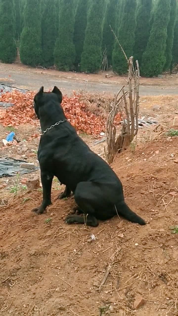 04040404040404  山西晋城金锣犬业  罗威纳,卡斯罗