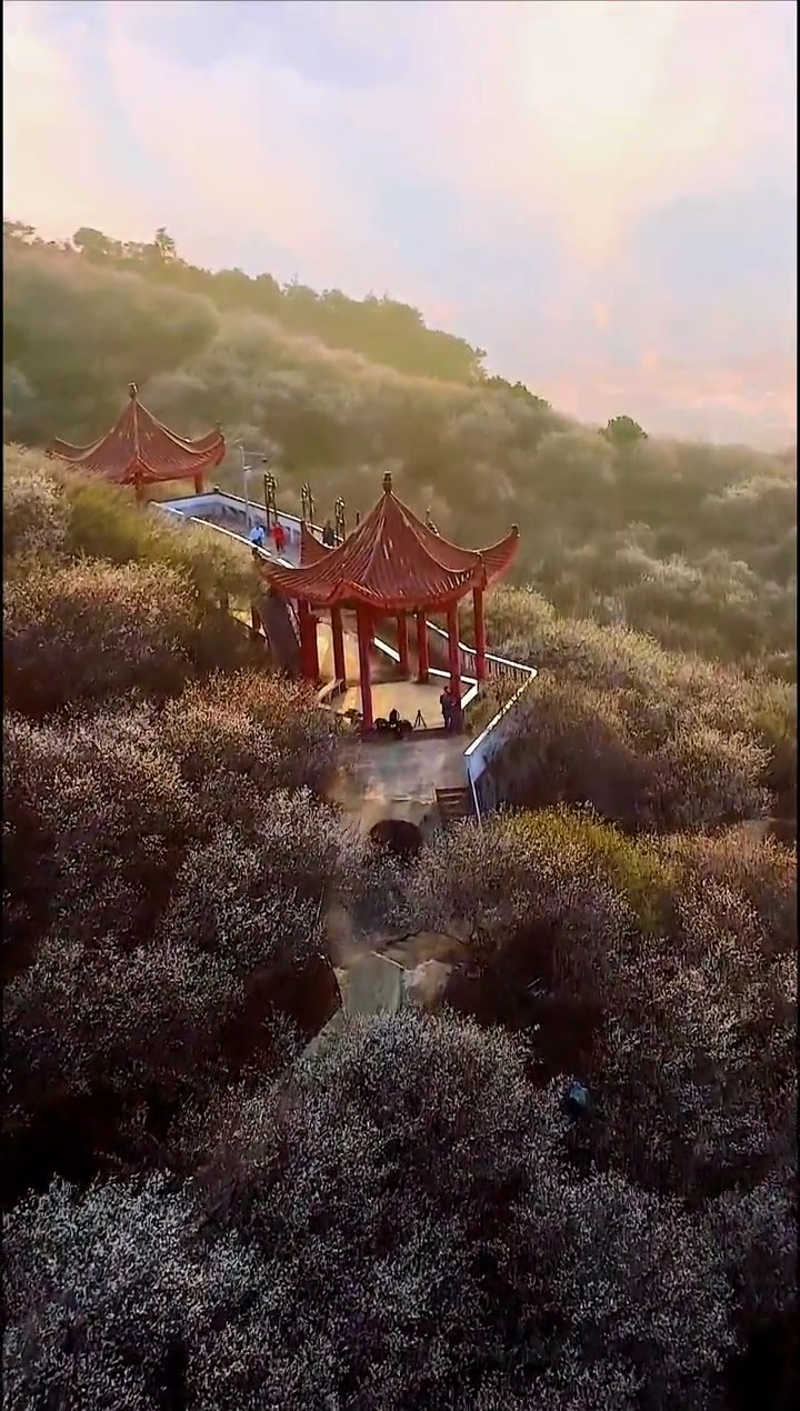 诏安红星梅园,听闻南方有雪～～过些时日,梅花盛开,漫山遍野